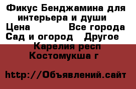 Фикус Бенджамина для интерьера и души › Цена ­ 2 900 - Все города Сад и огород » Другое   . Карелия респ.,Костомукша г.